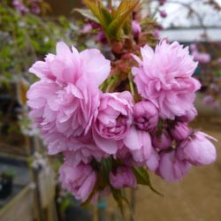 Japanese Flowering Cherries, Prunus pendula, Prunus sargentii, Prunus serrulata, Prunus x yedoensis, Prunus x subhirtella, Spring clowers, Cherry blossoms